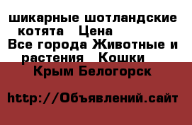 шикарные шотландские котята › Цена ­ 15 000 - Все города Животные и растения » Кошки   . Крым,Белогорск